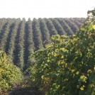 Rows of vineyards